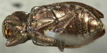 Media type: image;   Entomology 8113 Aspect: habitus ventral view